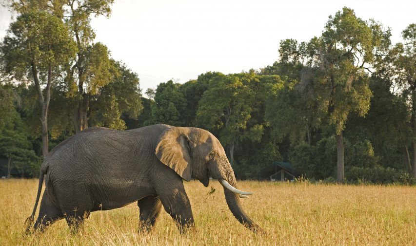 When are where to see the big 5 and the migration in south africa - elephant