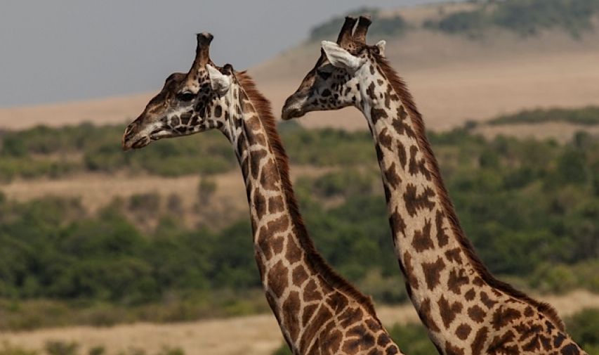 When are where to see the big 5 and the migration in south africa - giraffe