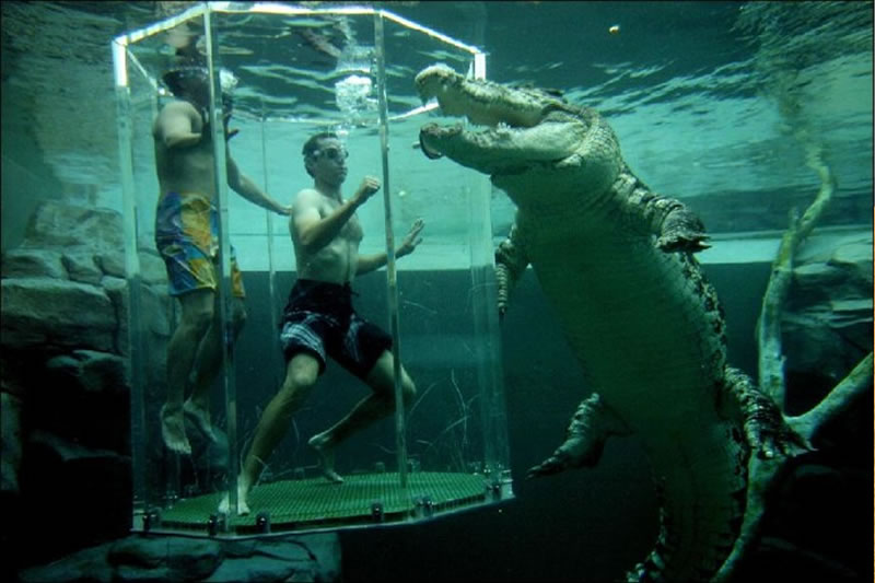 australia-crocodile-diving