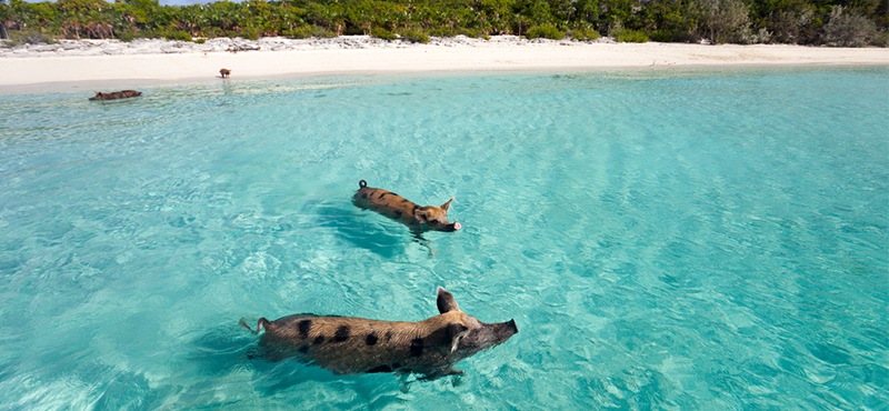 swim with pigs in bahamas - top birthday holiday destinations