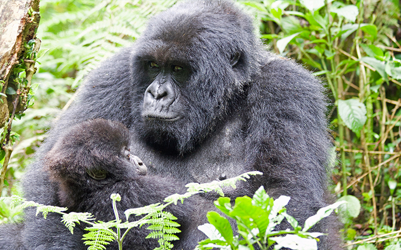 Gorilla Trekking In Rwanda