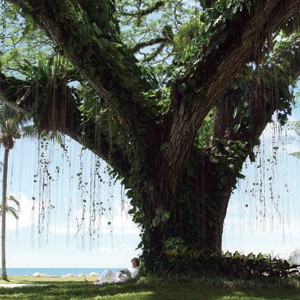 shangri la rasa saynga resort and spa tree of life