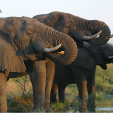Ulusaba-Safari-Lodge-elephants