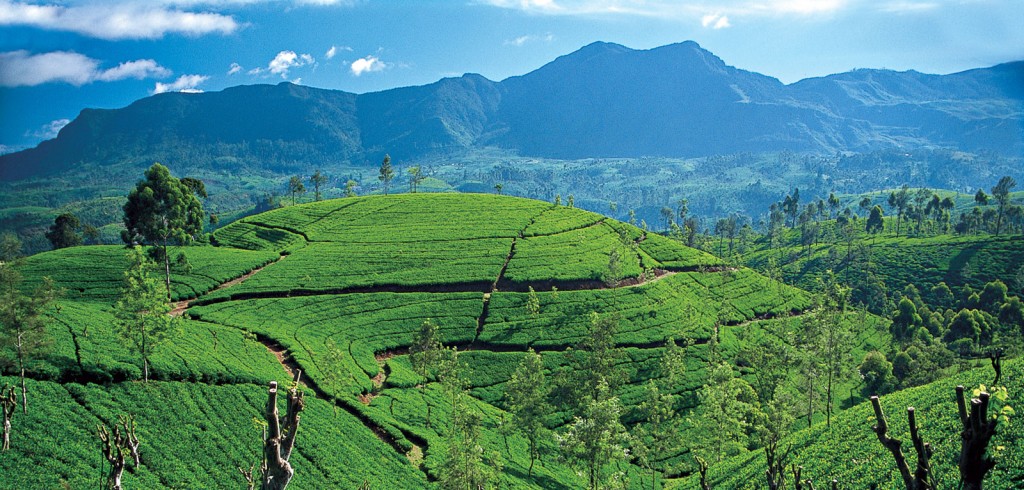 sri-lanka holiday tea plantations
