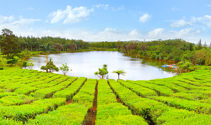 mauritius-tea-plantation - Mauritius Travel guide - Luxury Mauritius Holidays