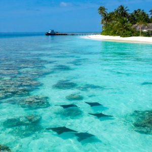 Luxury Maldives Holiday Packages Baglioni Maldives Resorts Stingrays In Ocean