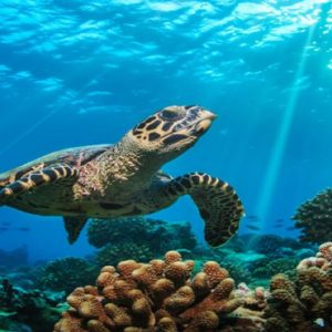 Luxury Maldives Holiday Packages Baglioni Maldives Resorts Turtle In Sea