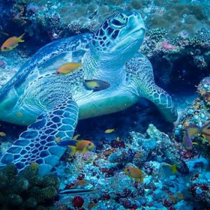 Luxury Maldives Holiday Packages SAii Lagoon Maldives, Curio Collection By Hilton Sea Turtle