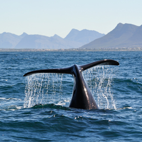 Luxury South Africa Multi Centre Holiday Packages Hermanus