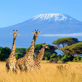 Where To Go When Luxury Holidays Kenya