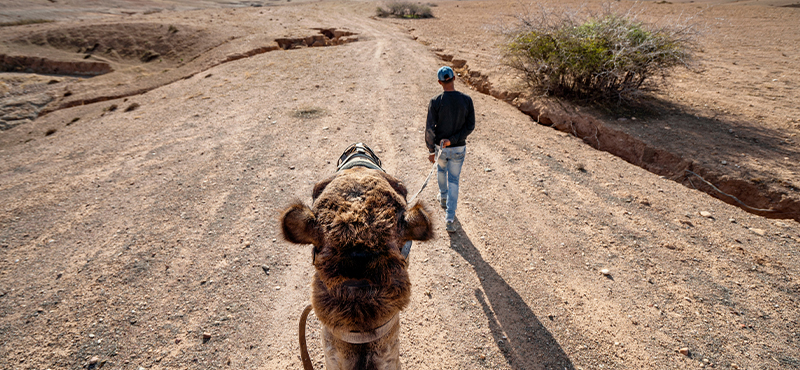 Camel Ride In Marrakech Palmeraie Morocco Holidays