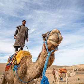 Thumbnail Camel Ride In Marrakech Palmeraie Morocco Holidays