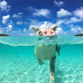 Thumbnail Swimming With Pigs Bahamas Bahamas Holidays