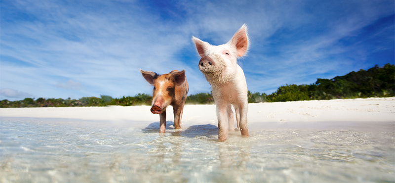 Swim With Pigs In Bahamas Things To Do In Bahamas Bahamas Holiday Packages