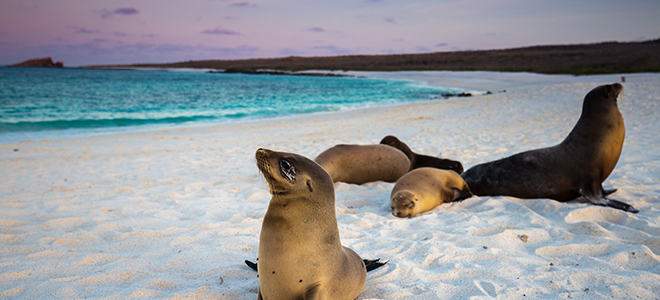 Galapagos 5 - Celebrity Eclipse - Luxury Cruise Holidays