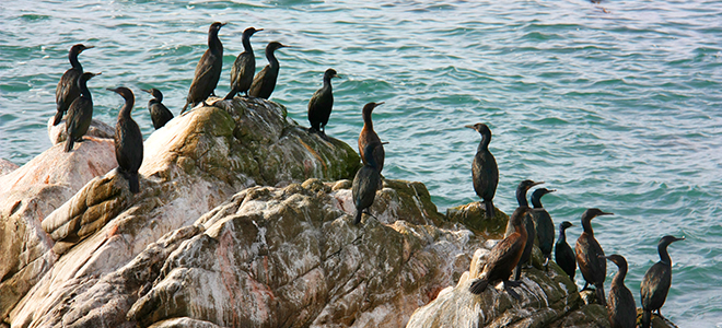 Galapagos - Celebrity Eclipse - Luxury Cruise Holidays