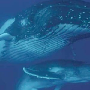 Whale Watching Crown Beach & Spa Resort Rarotonga Cook Island Holidays