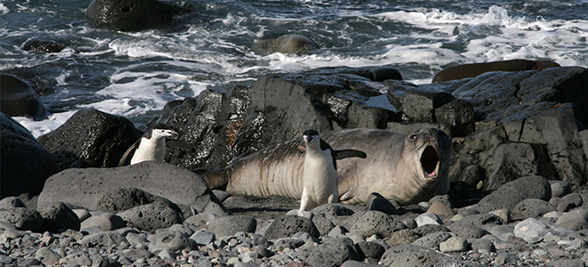 Antarctica Cruises - Silversea Cruises - Luzury Cruise Holidays