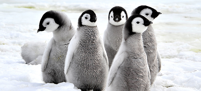 Antarctica Cruises - Silversea Cruises - Luzury Cruise Holidays