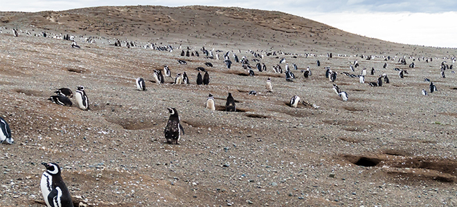 Antarctica Cruises - Silversea Cruises - Luzury Cruise Holidays