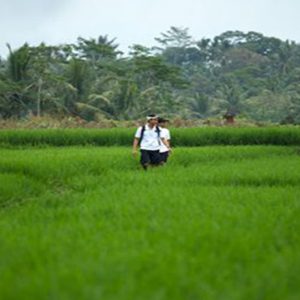 Bali holiday Packages The Samaya Ubud Rice Paddy Fields