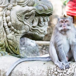 Bali holiday Packages The Samaya Ubud Ubud Monkey Forest