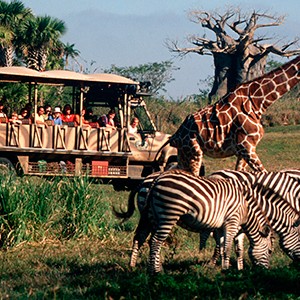 Disney's Animal Kingdom Lodge - safari