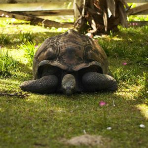 Hilton Seychelles Labriz Luxury Seychelles Holiday Packages Hilton Seychelles Labriz Resort And Spa Tortoise