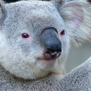 Luxury Holidays Australia - Quarry, Hamilton Island - Wildlife