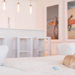 Luxury Miami Holiday Packages W South Beach Miami Pet Friendly