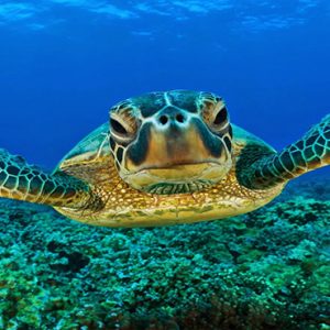 Luxury Seychelle Holiday Packages Constance Lemuria Sea Turtle