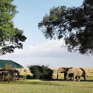 Luxury South Africa Holiday Packages Governors Camp, Kenya Elephants Come To Bar