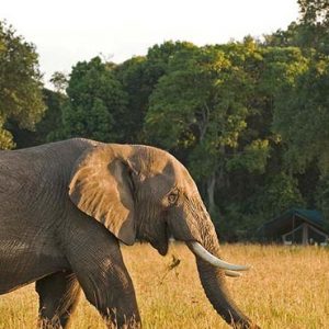 Luxury South Africa Holiday Packages Governors Camp, Kenya Elephants In Safari1