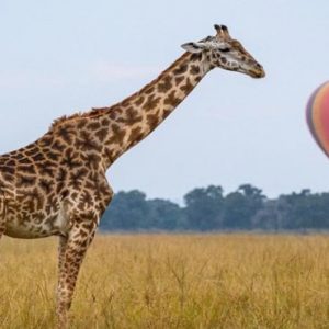 Luxury South Africa Holiday Packages Governors Camp, Kenya Giraffe Hot Air Balloon