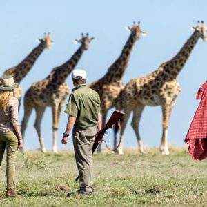 Luxury South Africa Holiday Packages Governors Camp, Kenya Giraffes