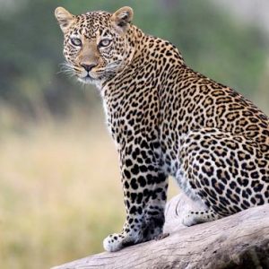 Luxury South Africa Holiday Packages Governors Camp, Kenya Leopard