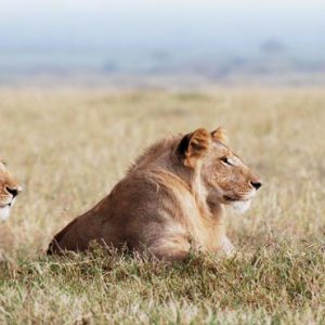 Luxury South Africa Holiday Packages Governors Camp, Kenya Lions