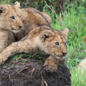 Luxury South Africa Holiday Packages Governors Camp, Kenya Tigers