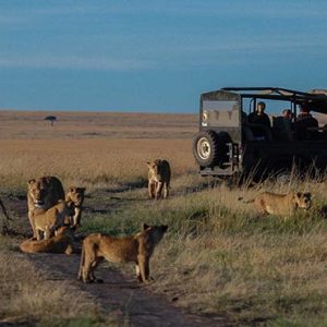 Luxury South Africa Holiday Packages Governors Camp, Kenya Tigers In Safari Game Drive