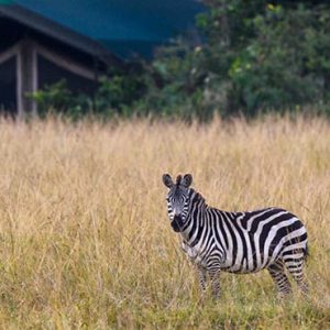 Luxury South Africa Holiday Packages Governors Camp, Kenya Zebras In Safari