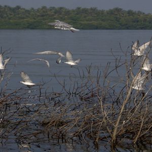 Luxury Sri Lanka Holidays Jetwing Sea Birding Trails