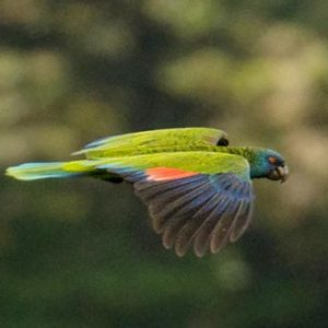 Luxury St Lucia Holiday Packages Jade Mountain Bird Watching