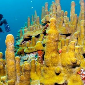 Luxury St Lucia Holiday Packages Jade Mountain Scuba Diving