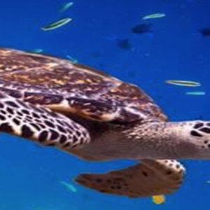 Luxury Thailand Holiday Packages Amari Phuket Underwater Turtle