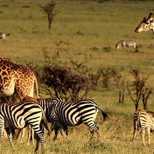 Mahali Mzuri - animals