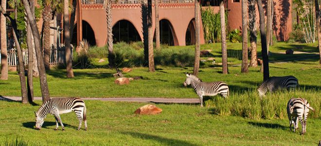 Savanna View 5- Disneys Animal Kingdom Lodge - Orlando Family Holidays