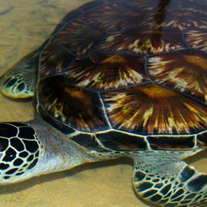 Turtle Hatchery The Fortress Resort & Spa Sri Lanka Holidays