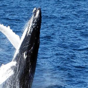 Whale Watching The Fortress Resort & Spa Sri Lanka Holidays