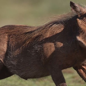 pumba-private-game-warthog