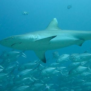 Maldives Holidays Medhufushi Island Resort Underwater Marine Life